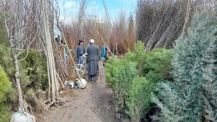 Launch of the National Tree Planting Program for the Year 1404 in Kabul