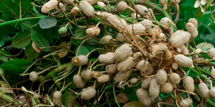 Nangarhar Produces 516 Tons of Peanut This Year – GMIC